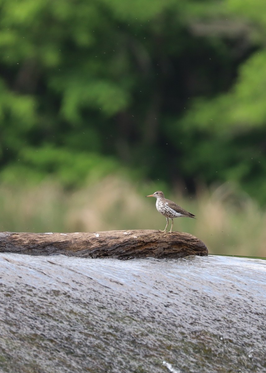 Spotted Sandpiper - ML635540835