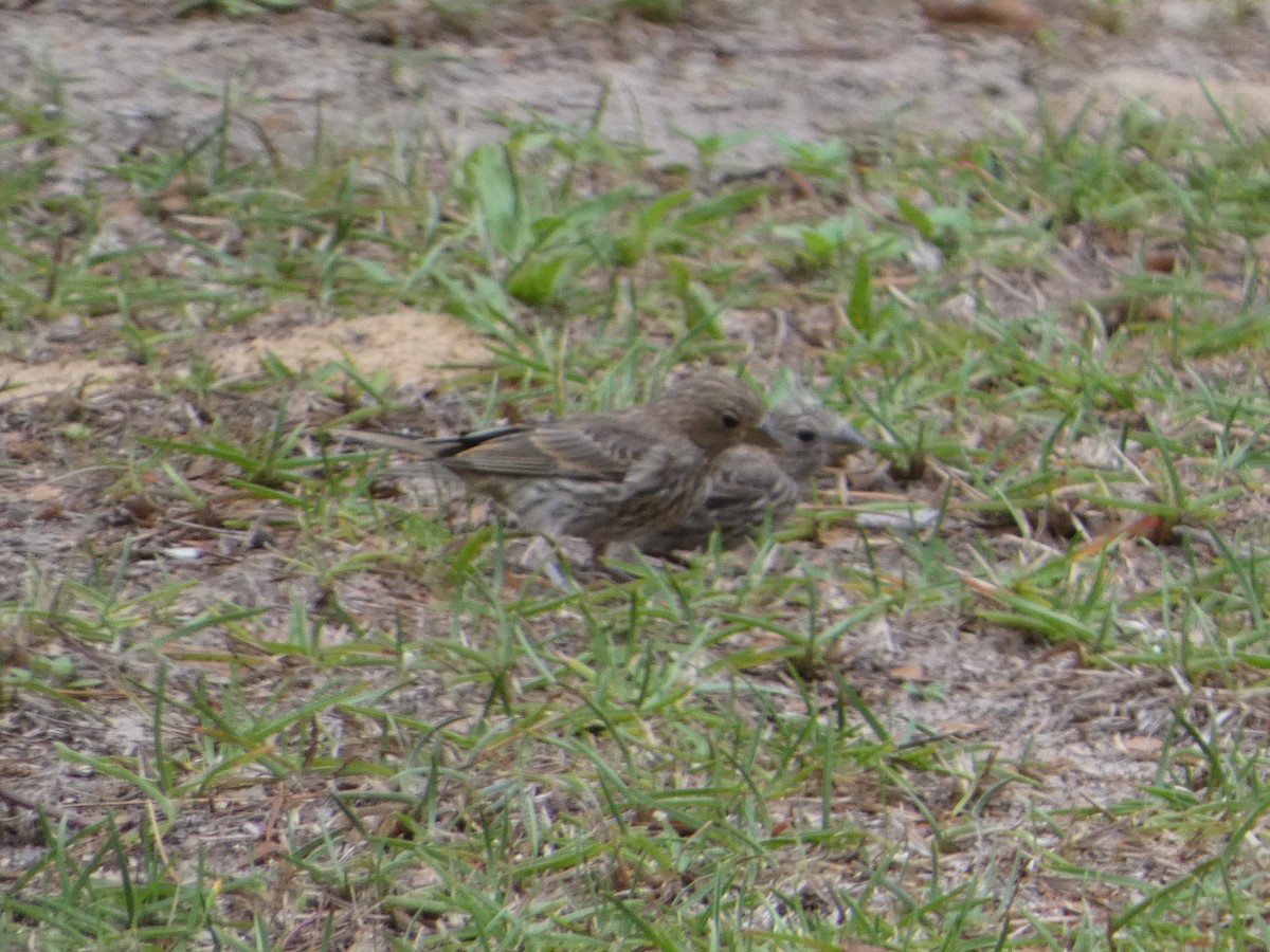 House Finch - ML635540838