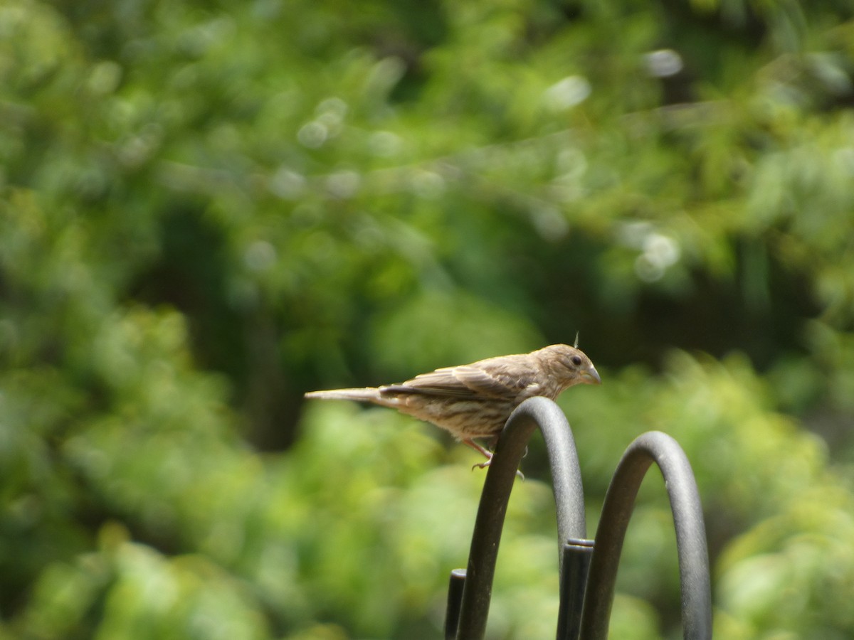House Finch - ML635540841