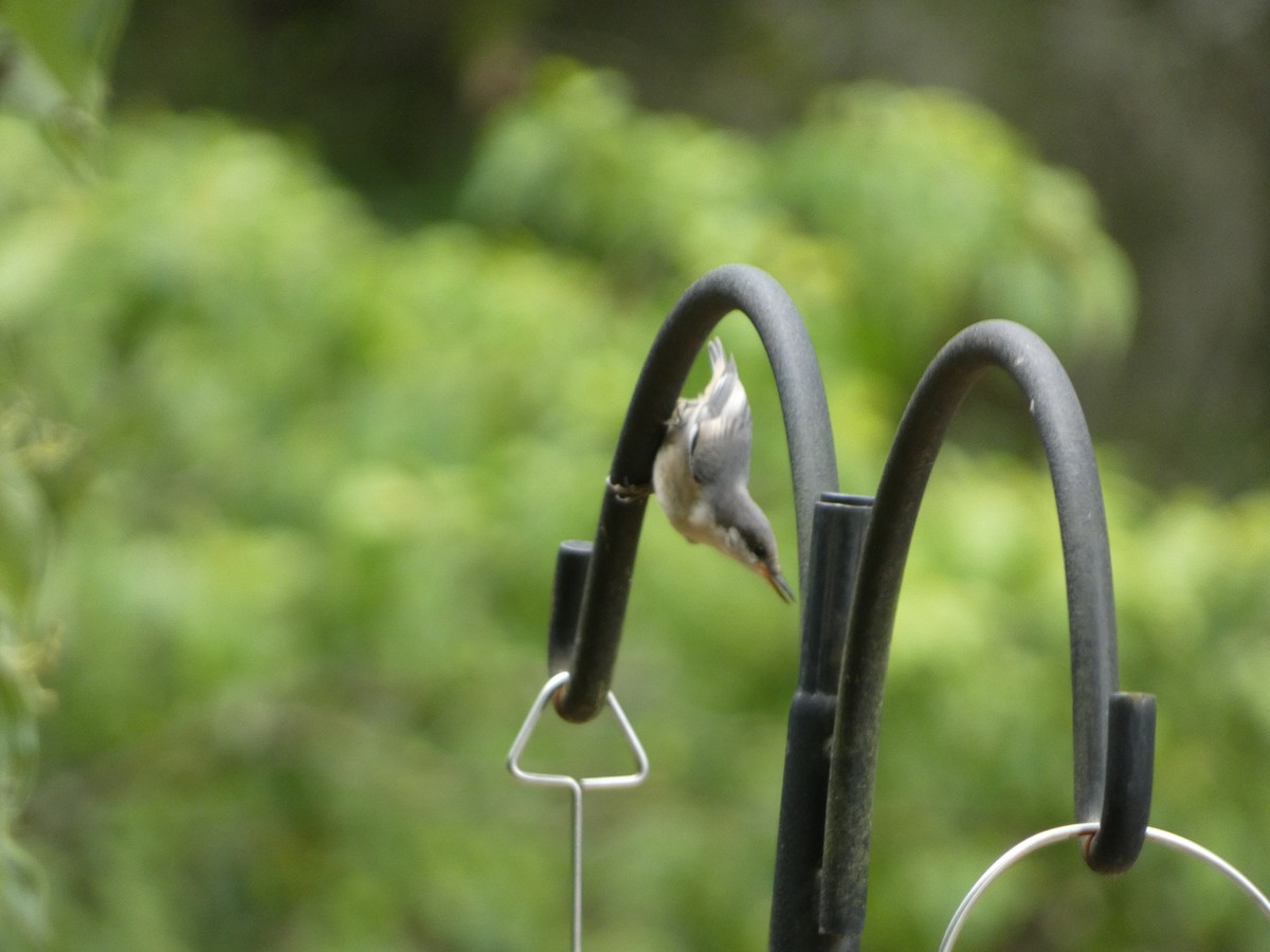 Brown-headed Nuthatch - ML635540854