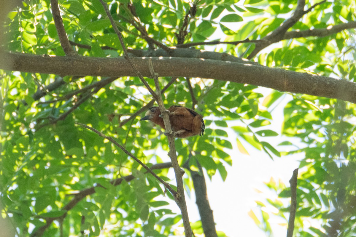 Chestnut Piculet - ML635540865