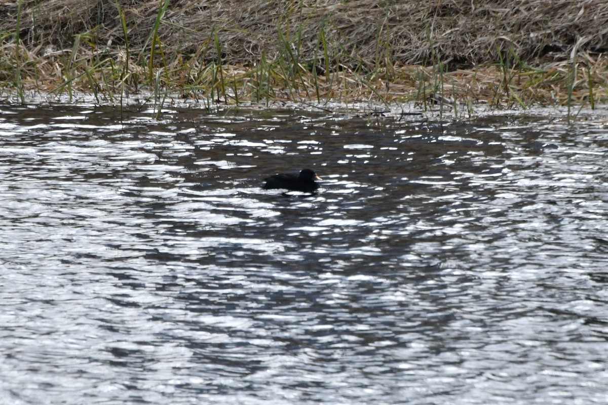 Common Scoter - ML635540878