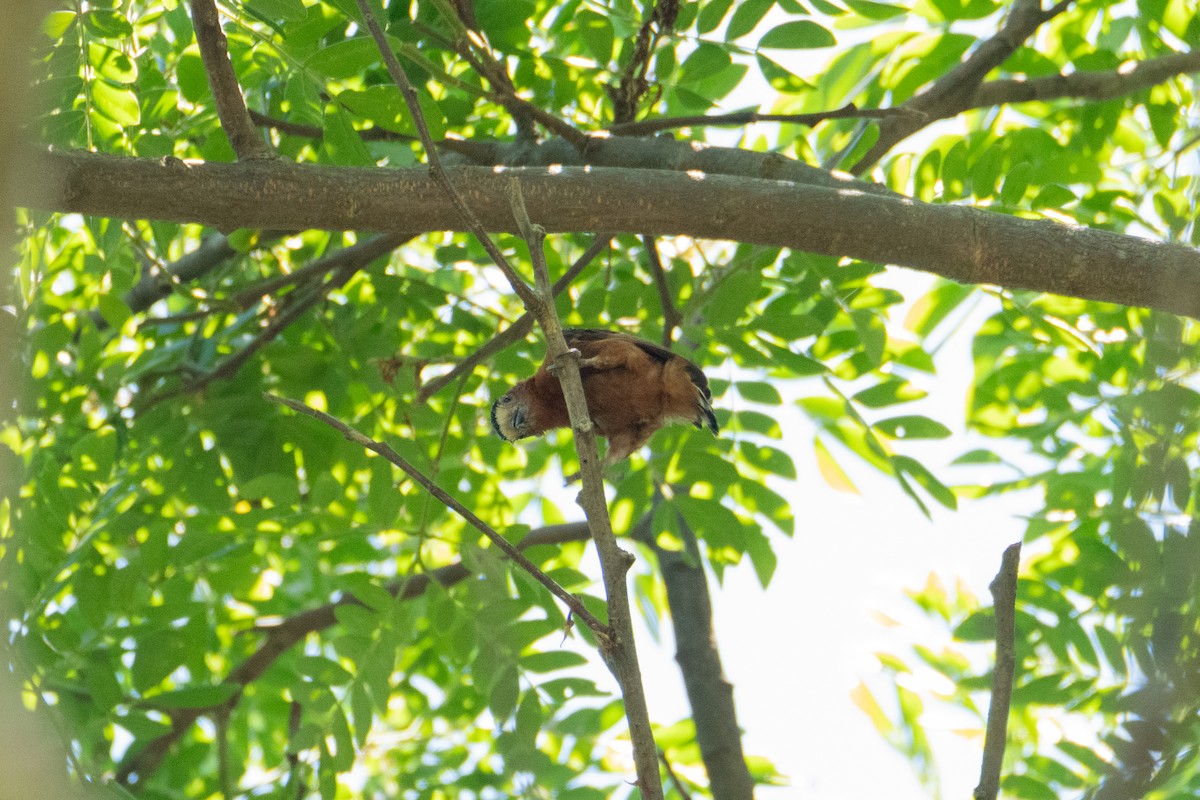 Chestnut Piculet - ML635540880