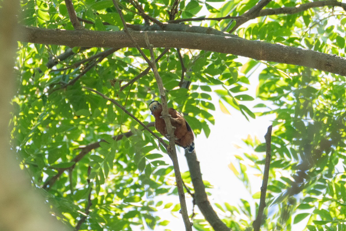 Chestnut Piculet - ML635540887