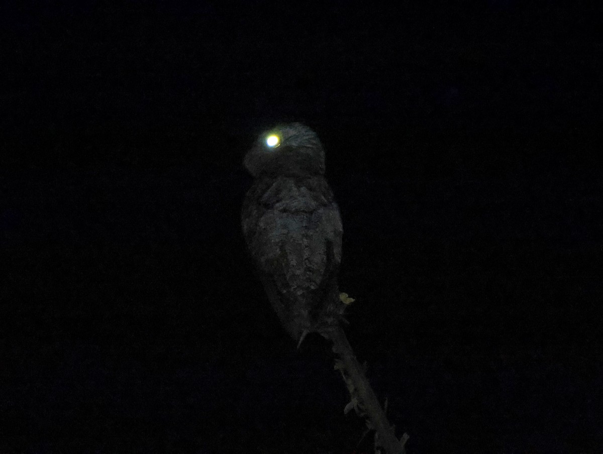 Great Potoo - ML635540934