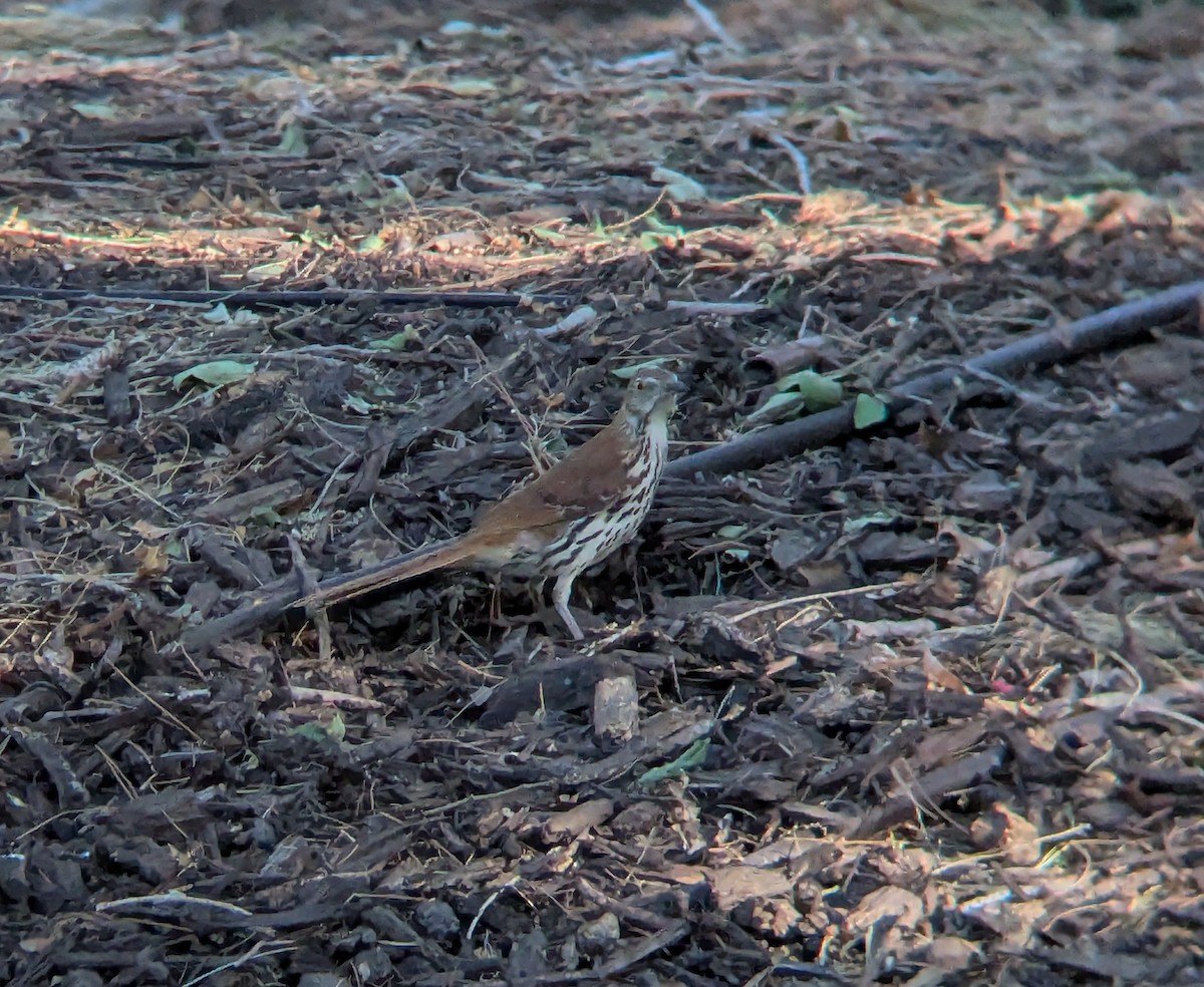 Brown Thrasher - ML635540935