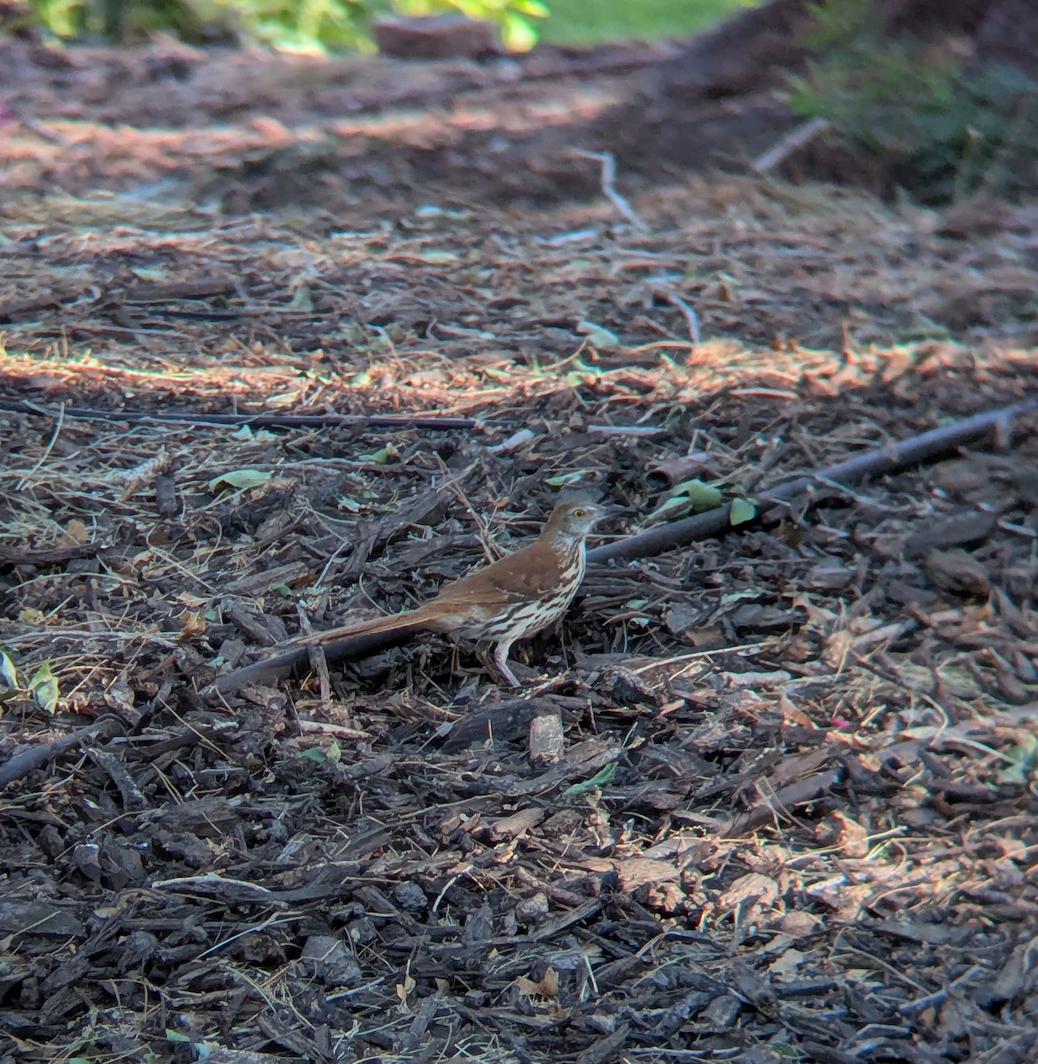 Brown Thrasher - ML635540936