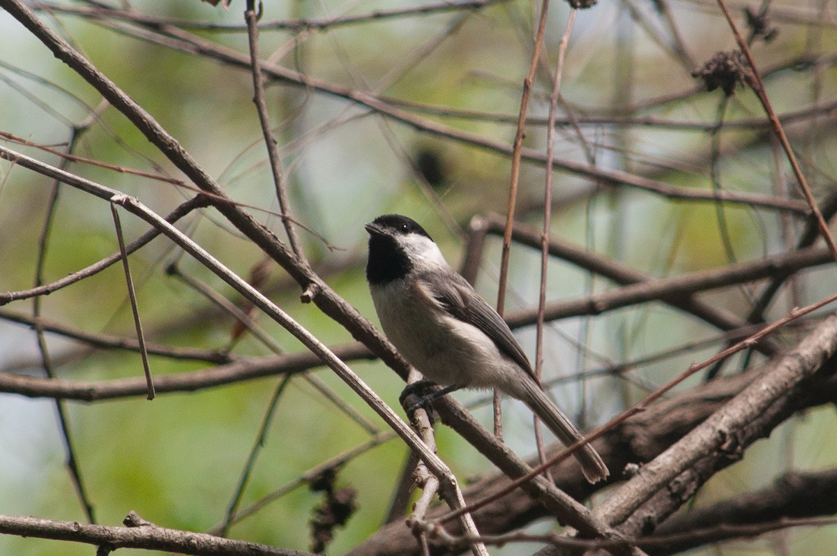 Carolina Chickadee - ML635540944