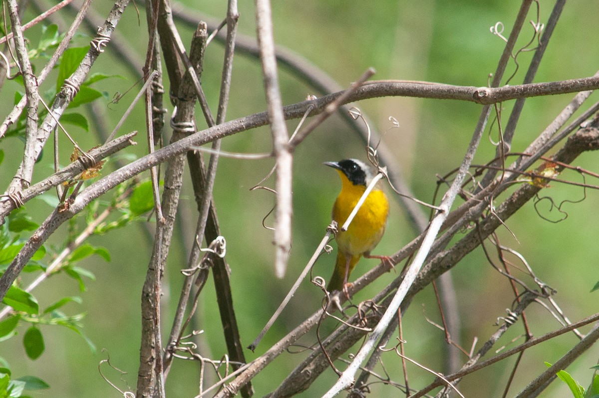 Common Yellowthroat - ML635540947