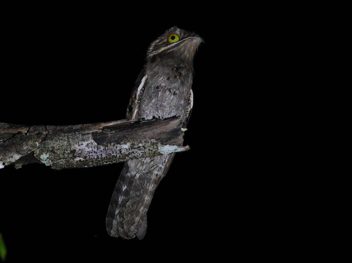 Common Potoo - ML635540949