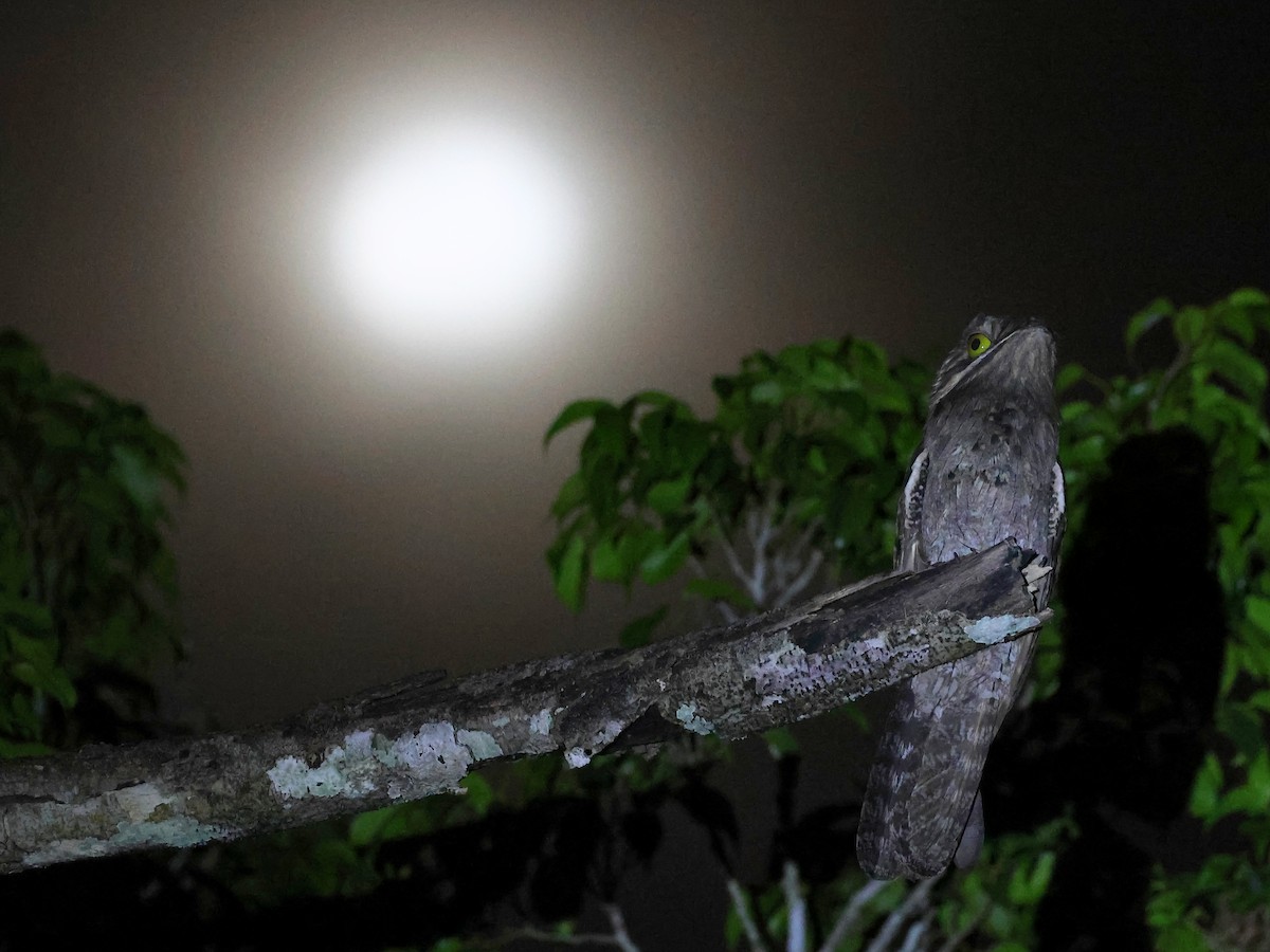 Common Potoo - ML635540950