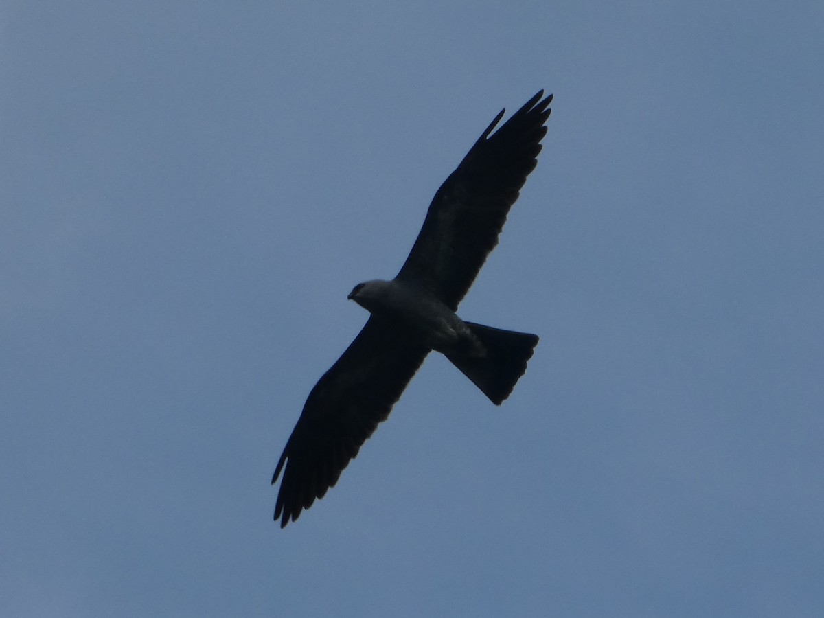 Mississippi Kite - ML635540955