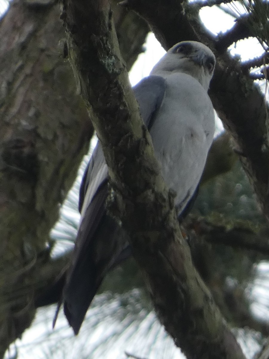 Mississippi Kite - ML635540956