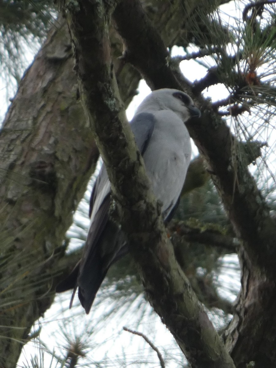 Mississippi Kite - ML635540957