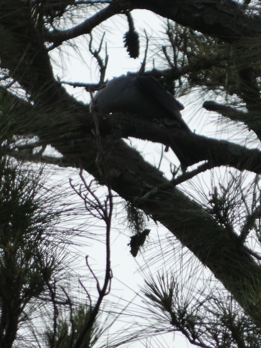 Mississippi Kite - ML635540958