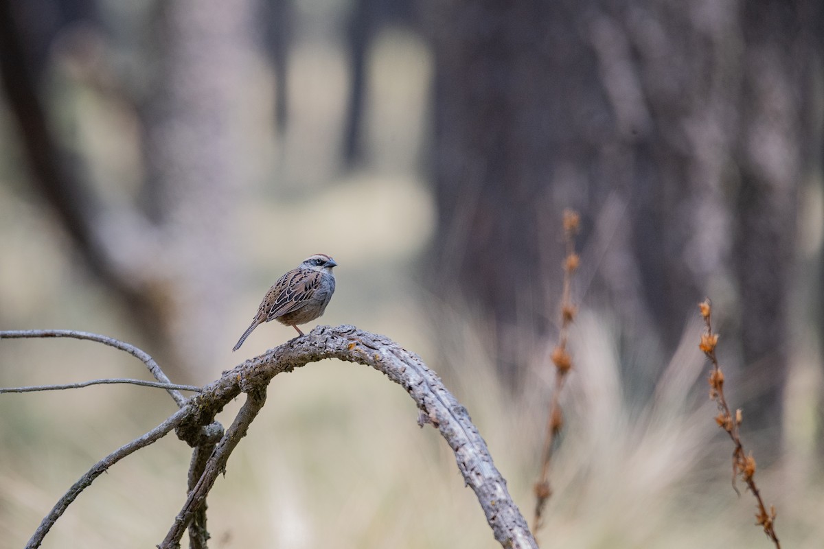 Striped Sparrow - ML635540971