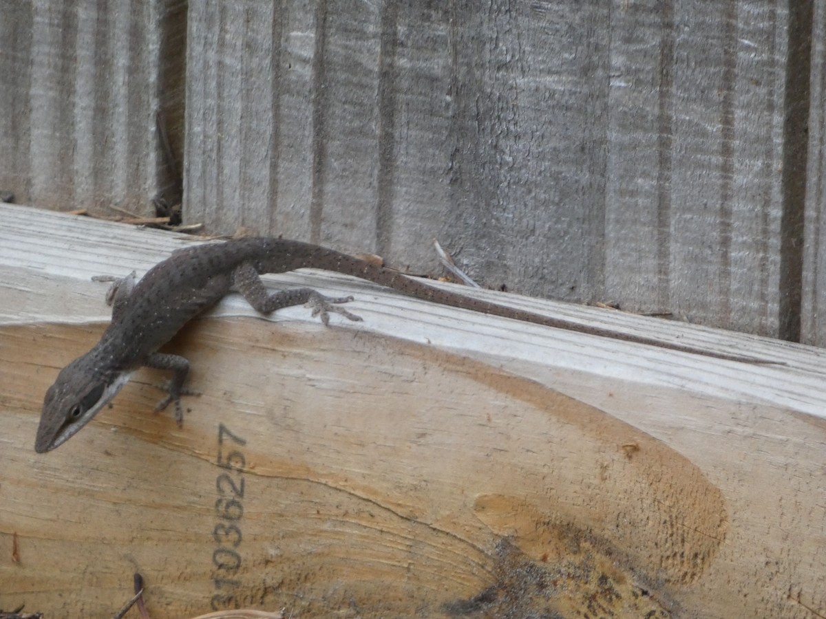 Brown Anole - ML635540986