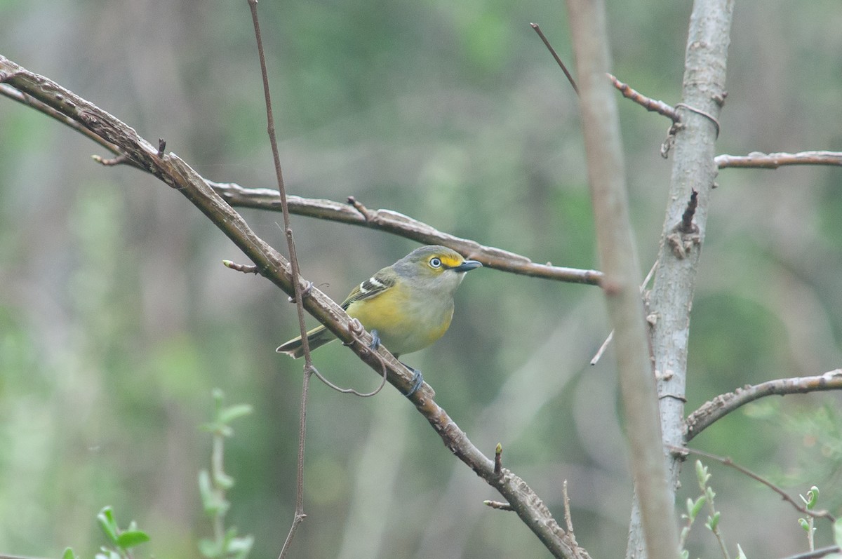 White-eyed Vireo - ML635540993