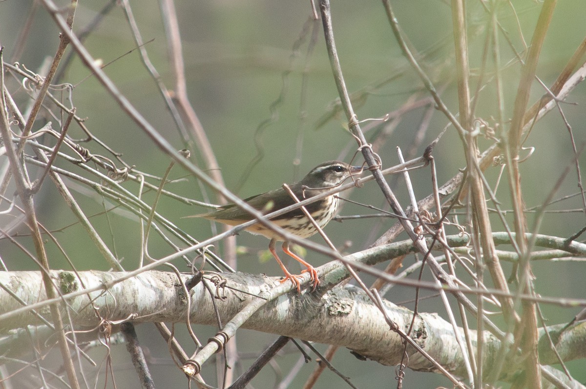Louisiana Waterthrush - ML635541000