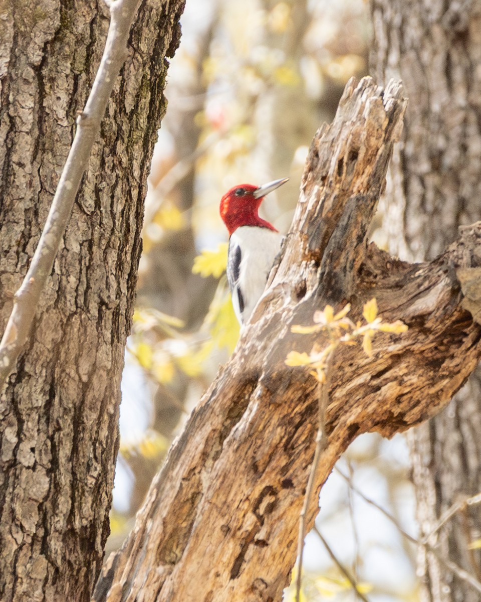 Red-headed Woodpecker - ML635541091