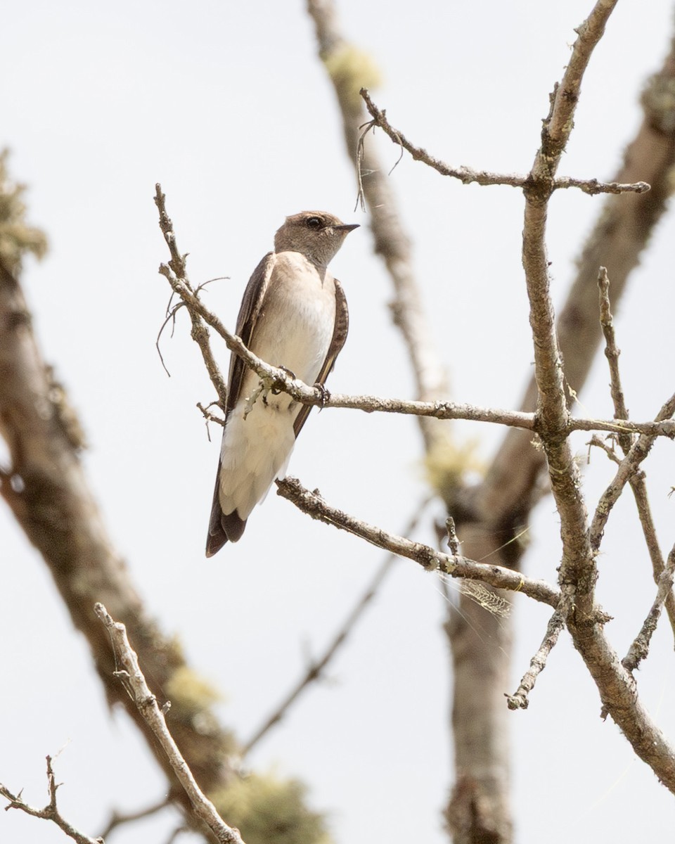 Northern Rough-winged Swallow - ML635541100