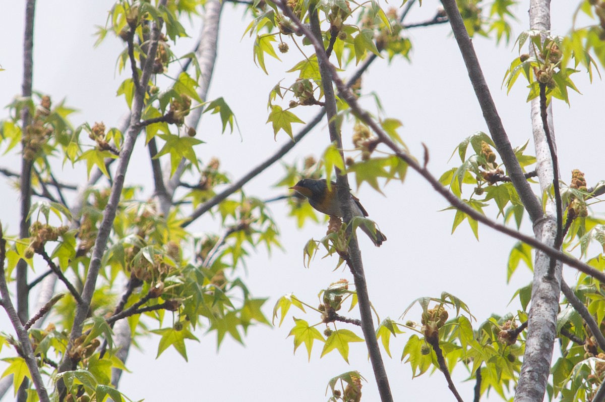 Northern Parula - ML635541110