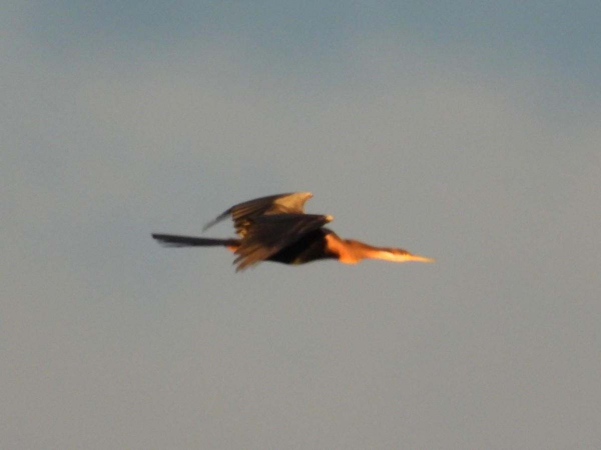 anhinga africká - ML635541112