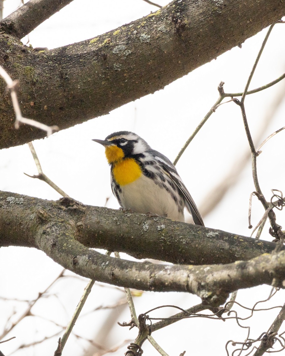 Yellow-throated Warbler - ML635541114