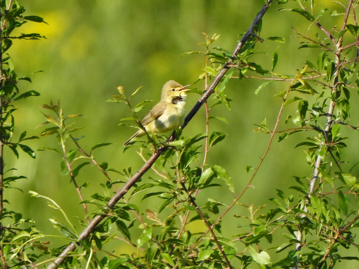 Melodious Warbler - ML635541168