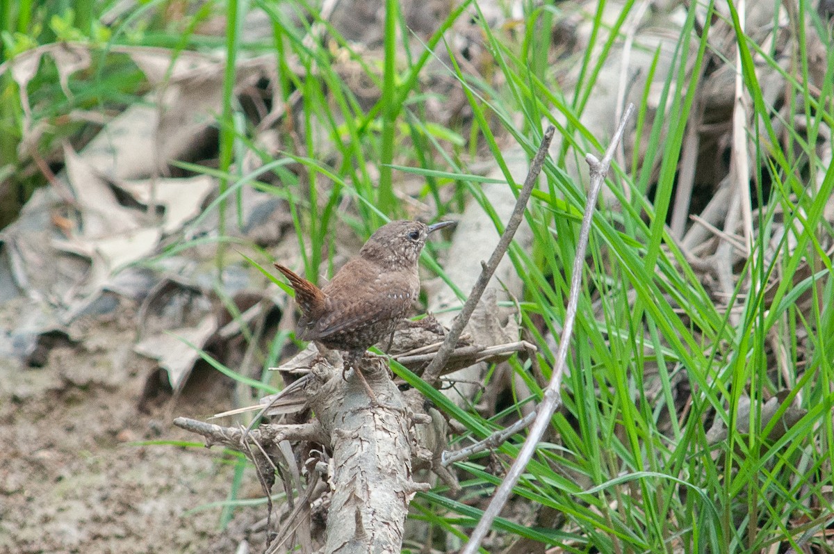 Winter Wren - ML635541194