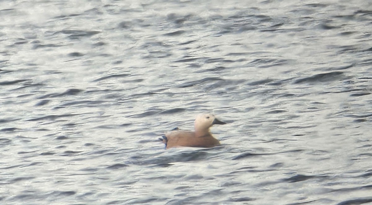 Ruddy Shelduck - ML635541248