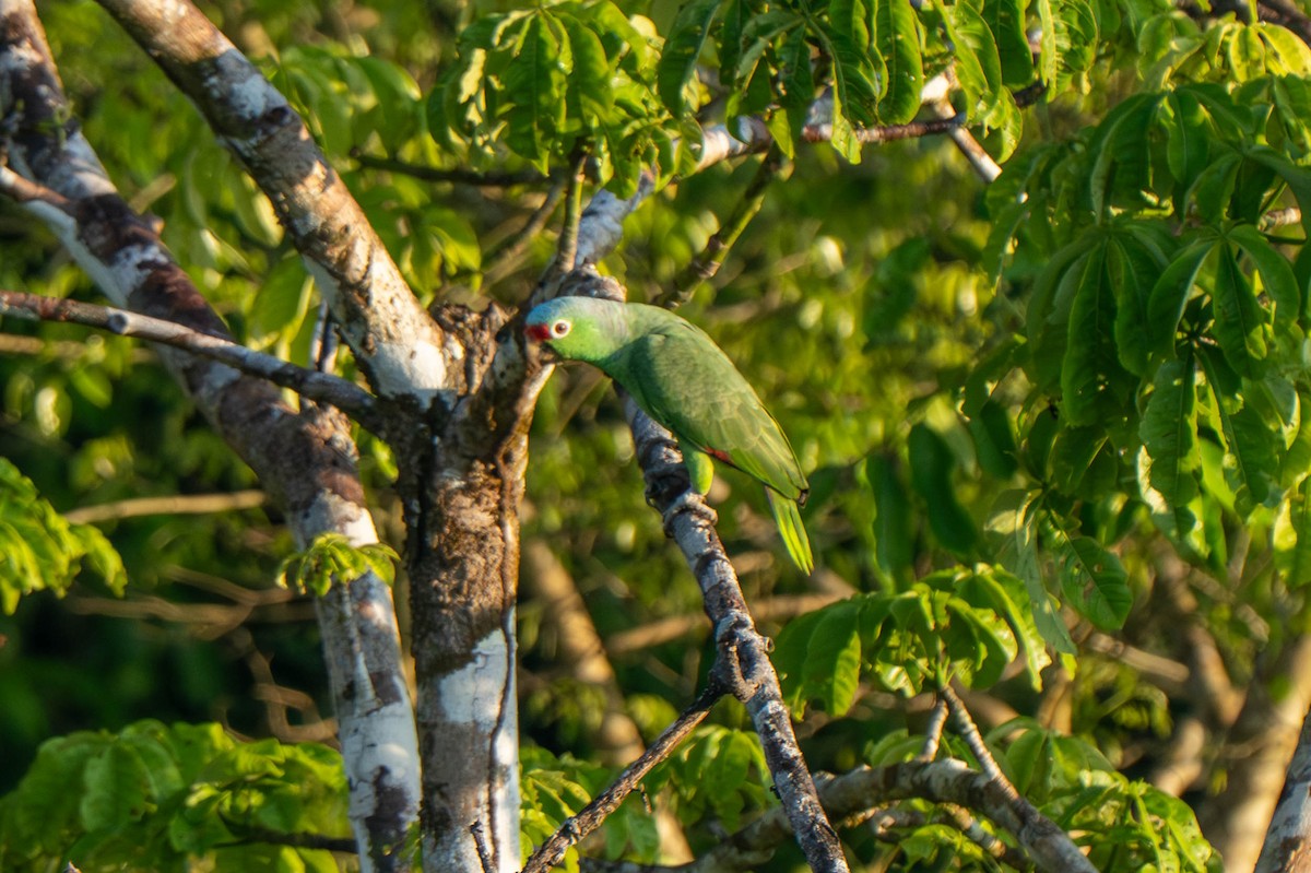 Red-lored Amazon - ML635541249