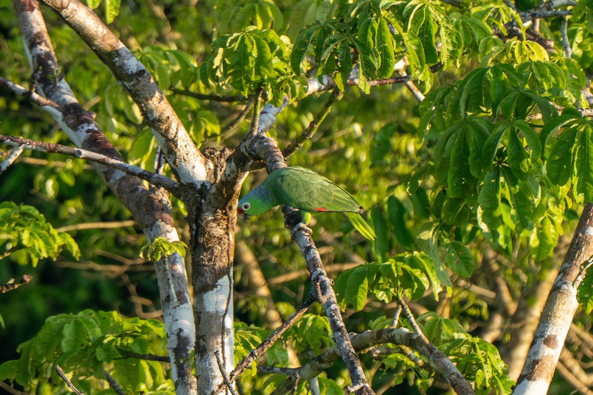 Red-lored Amazon - ML635541250