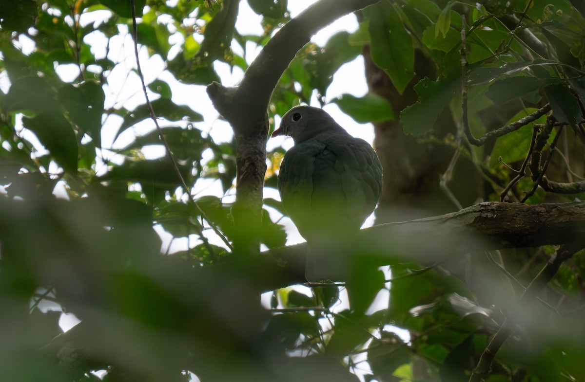 Cream-breasted Fruit-Dove - ML635541275