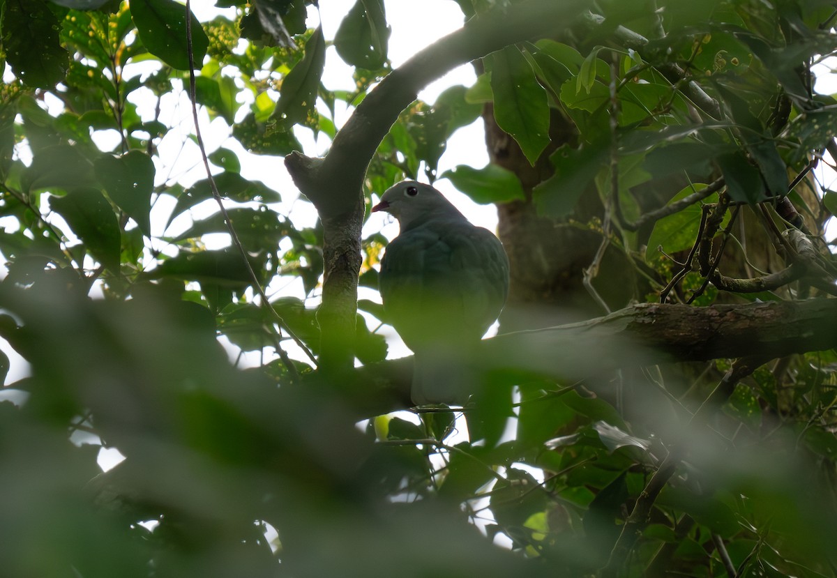 Cream-breasted Fruit-Dove - ML635541276