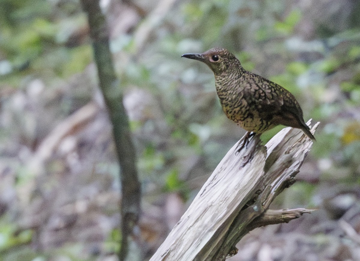 Sri Lanka Thrush - ML635541277
