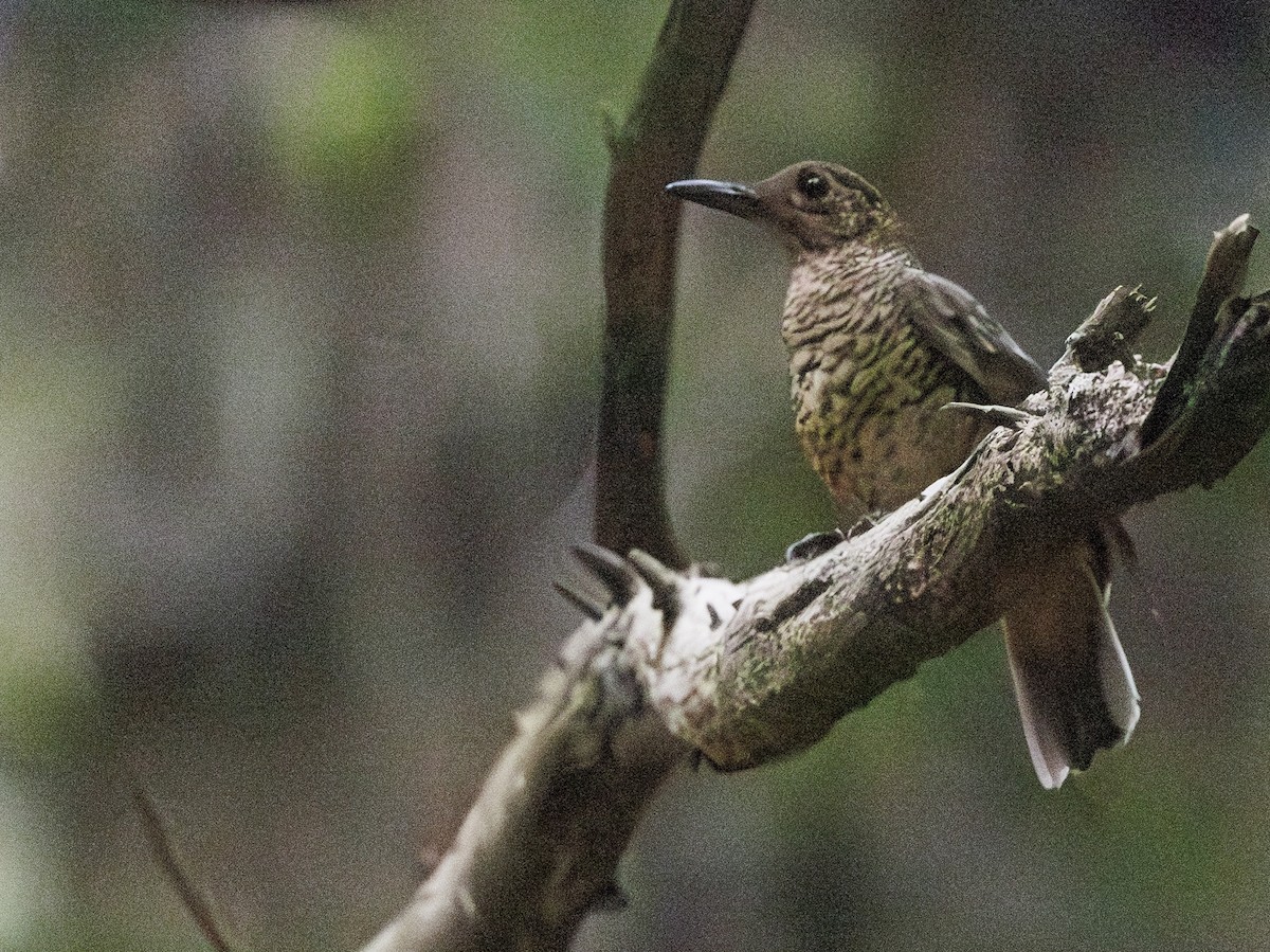 Sri Lanka Thrush - ML635541278