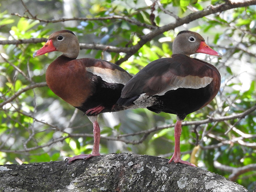 Black-bellied Whistling-Duck - ML635541333