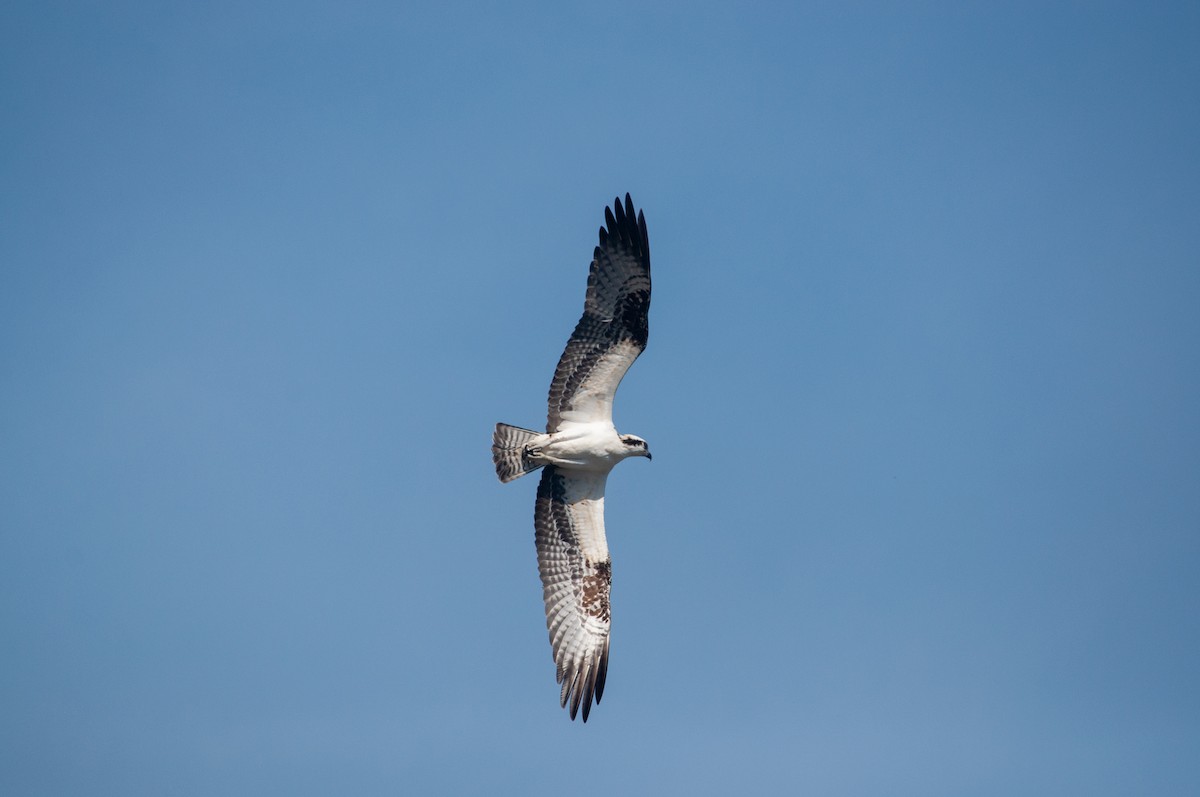 Osprey - ML635541346