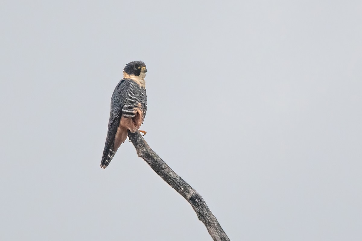 Bat Falcon - ML635541360