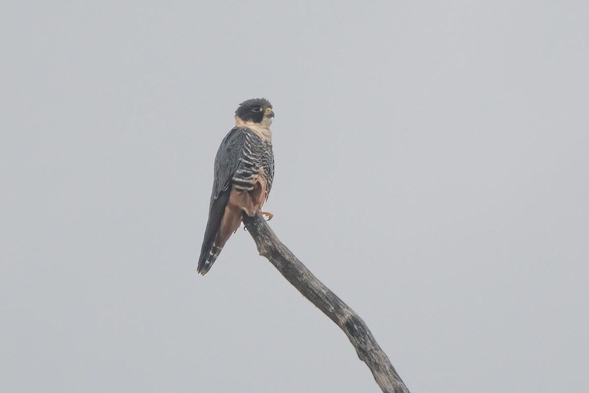 Bat Falcon - ML635541361