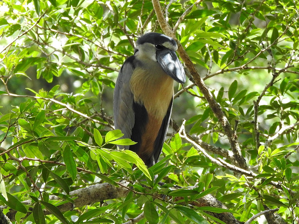 Boat-billed Heron - ML635541362