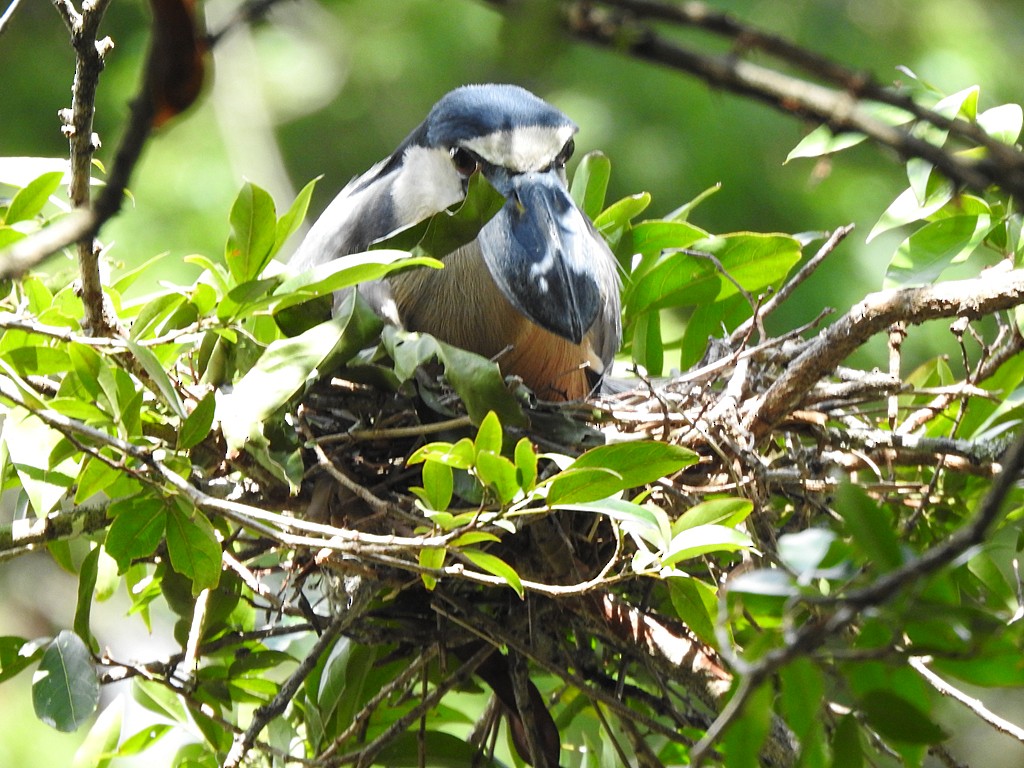 Boat-billed Heron - ML635541363