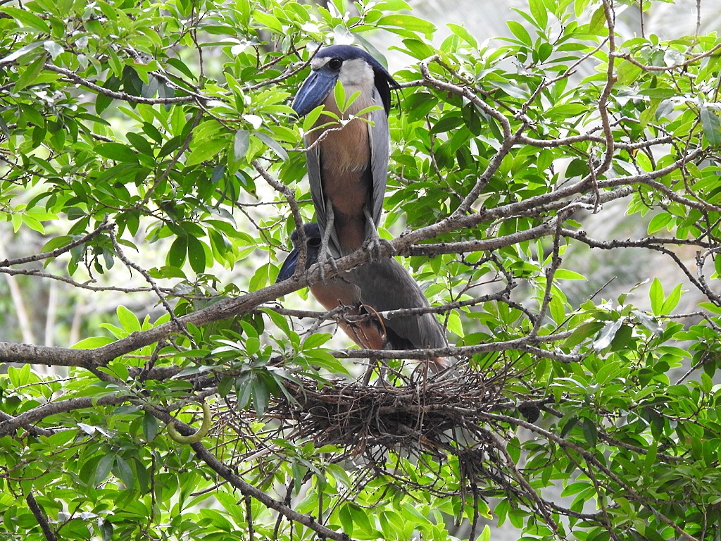 Boat-billed Heron - ML635541364