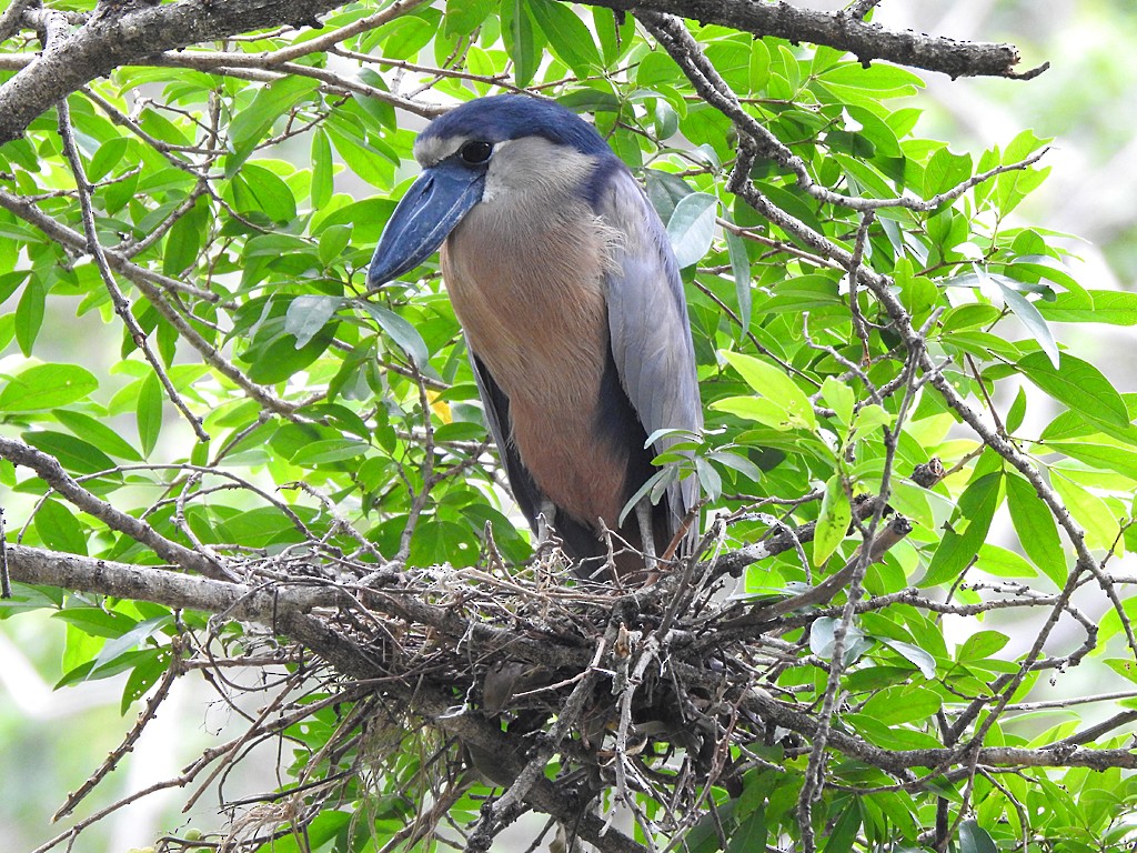 Boat-billed Heron - ML635541365
