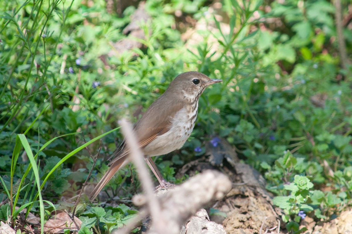 Hermit Thrush - ML635541387