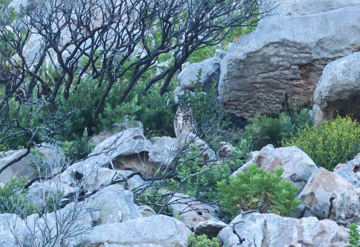 Cape Eagle-Owl (Cape) - ML635541529