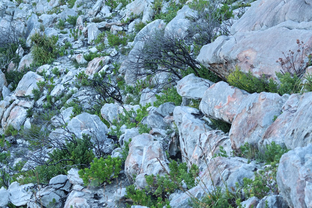 Cape Eagle-Owl (Cape) - ML635541530