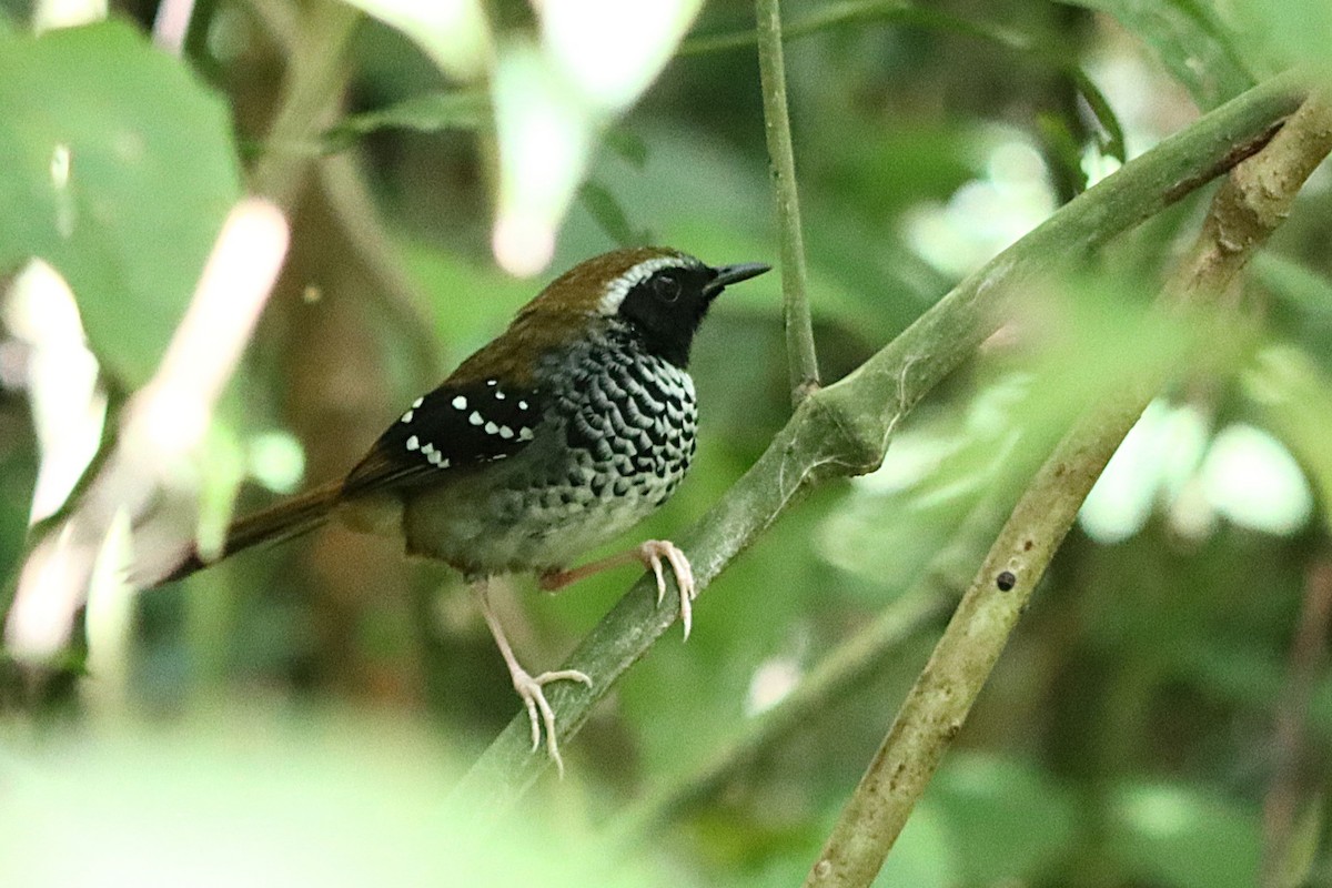 Squamate Antbird - ML635541631