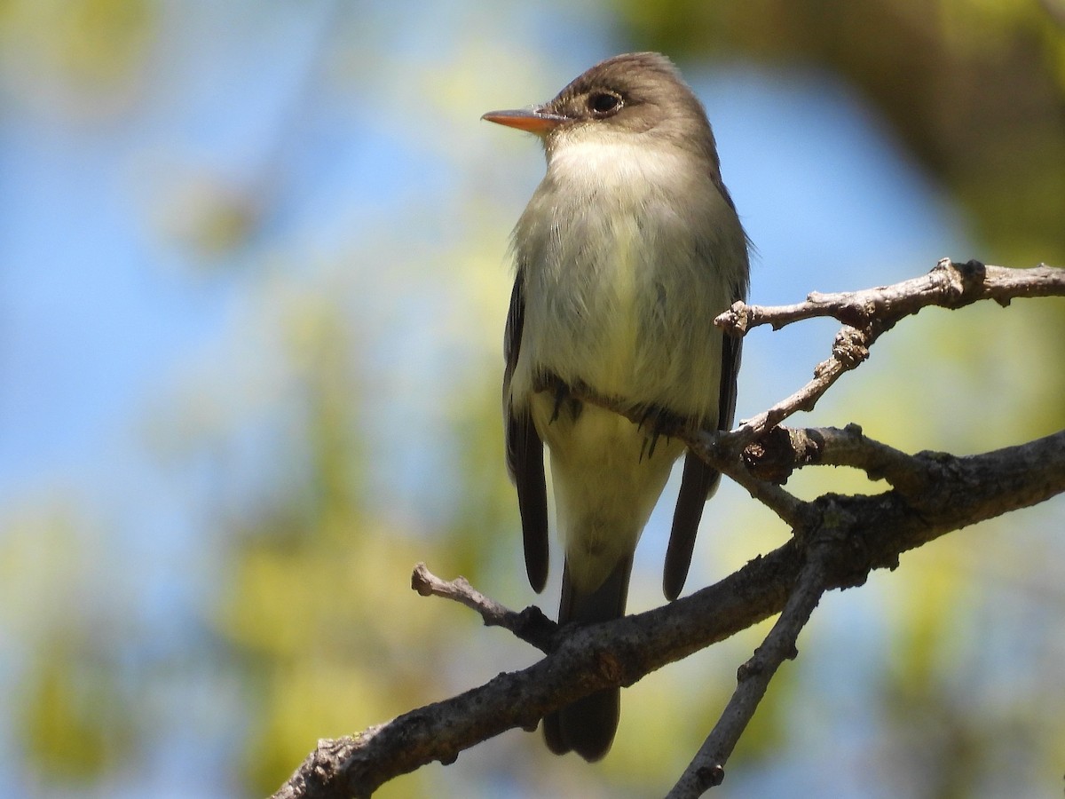 Eastern Wood-Pewee - ML635541642